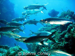 Grand Cayman is the place to see tarpon.  They were so th... by Bonnie Conley 